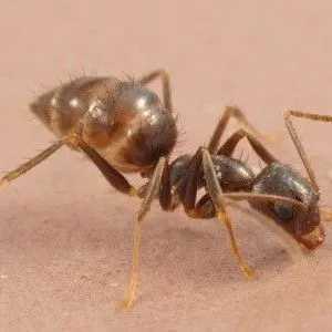 thumbnail for publication: Robust Crazy Ant (suggested common name) Nylanderia bourbonica (Forel) (Insecta: Hymenoptera: Formicidae: Formicinae)